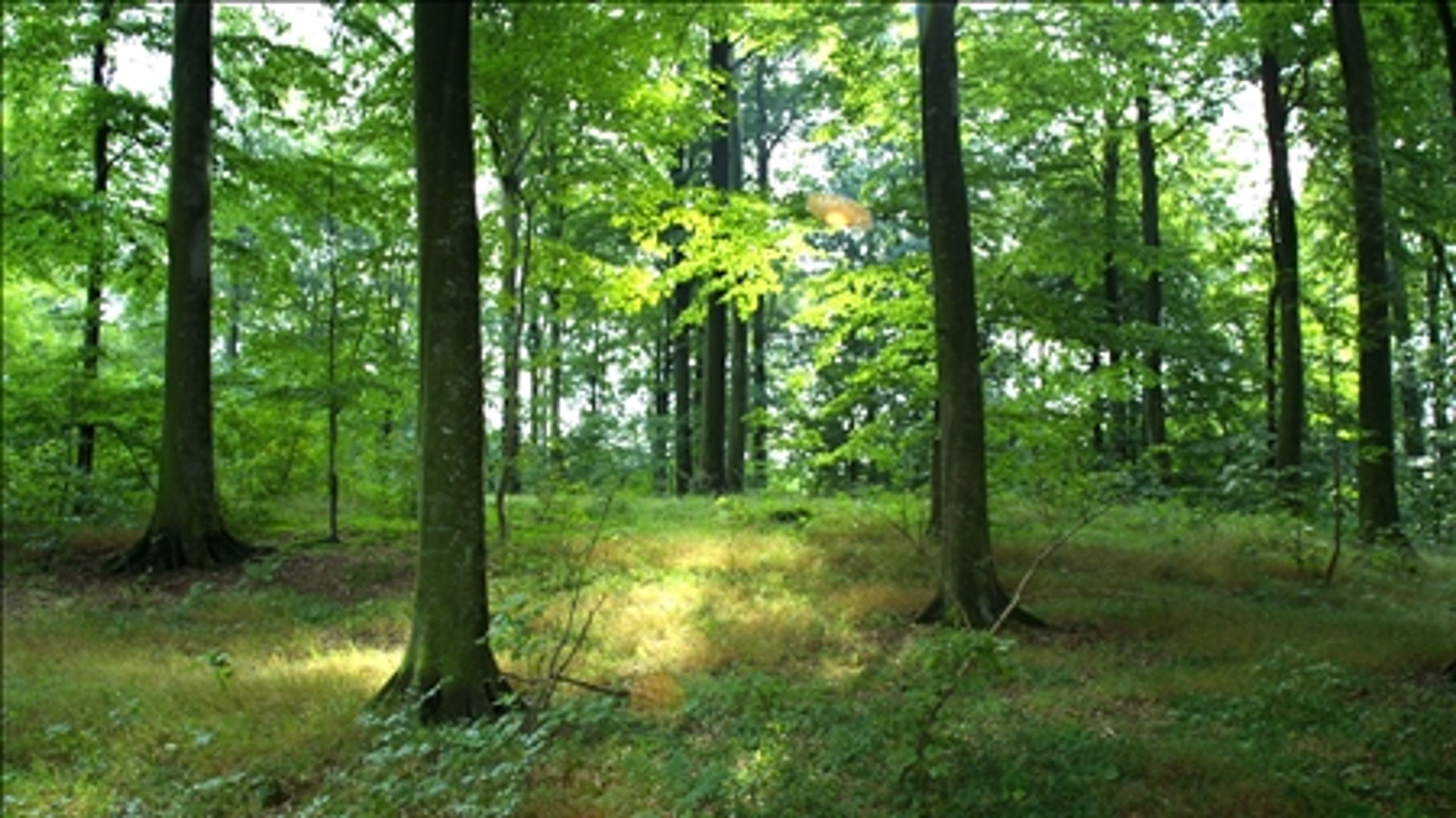 Skovene spiller en afg&#248;rende rolle, hvis biodiversiteten skal forbedres, mener eksperter.
