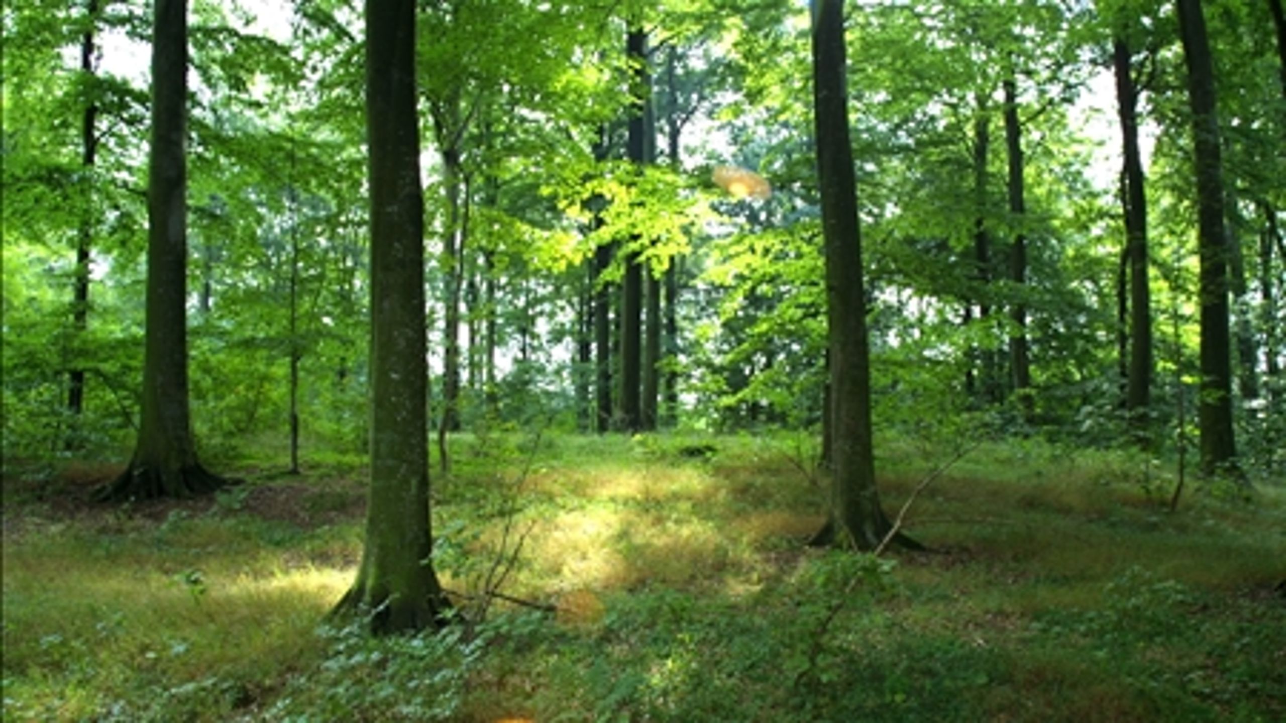 Skovdriften spiller en afg&#248;rende rolle for biodiversiteten, p&#229;peger flere forskere. 