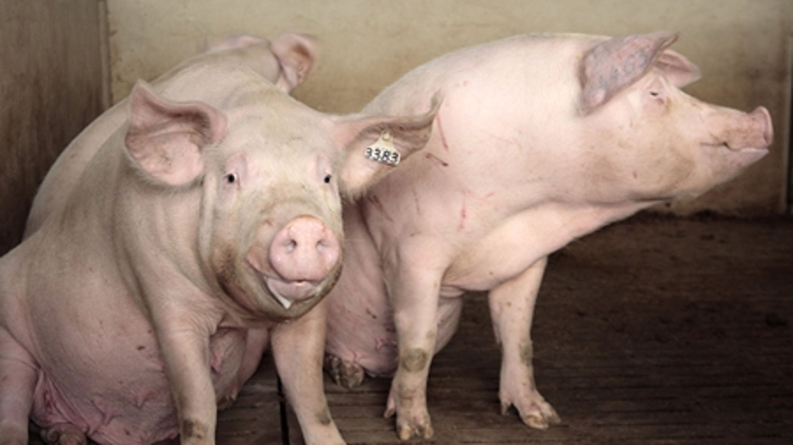 Forbruget af antibiotika til svin er faldet med 25 procent i forhold til samme kvartal sidste år. Den Danske Dyrlægeforening mener dog, at tallene bør undersøges nærmere.