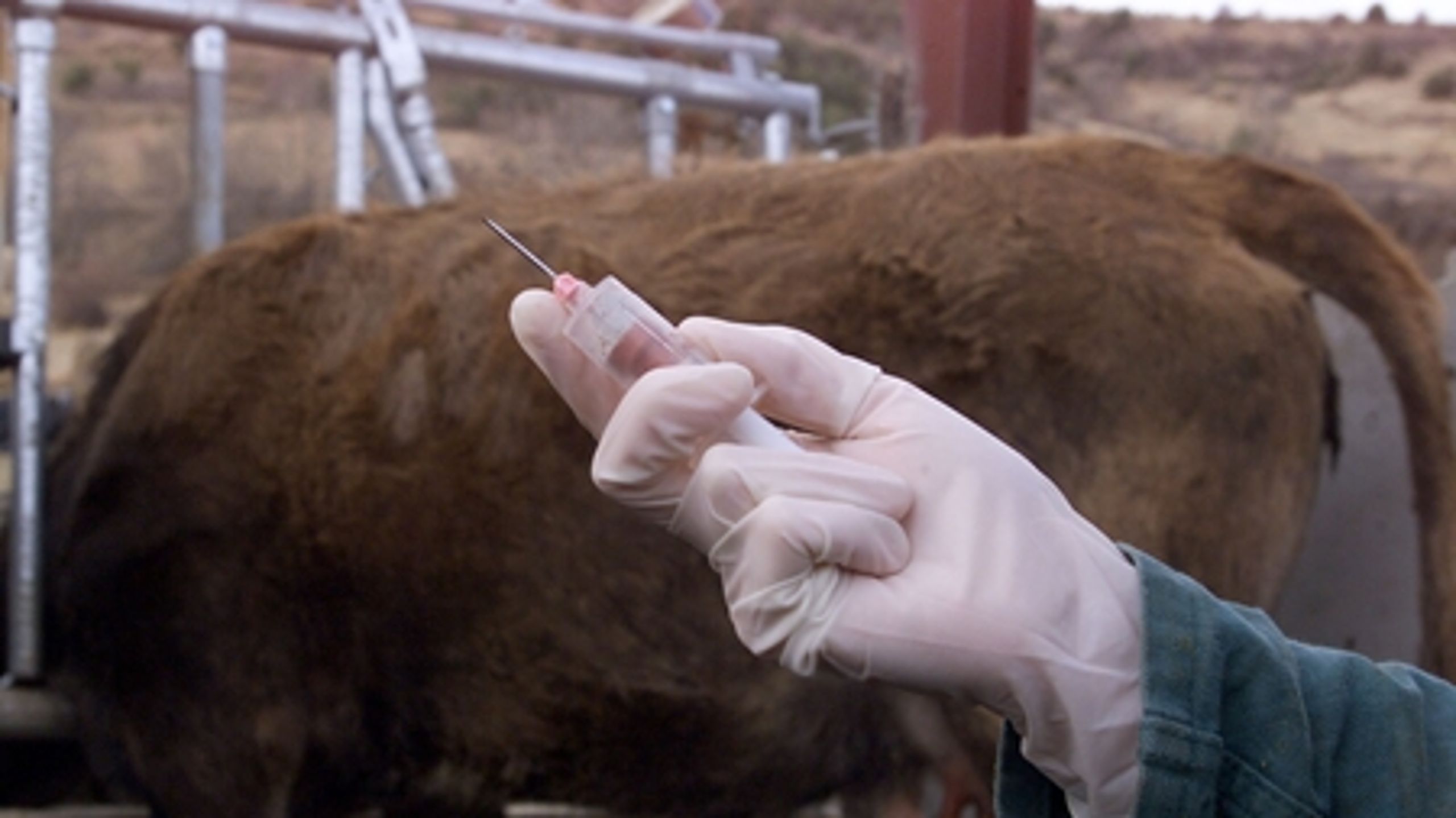 Hvis det står til Dansk Folkeparti, så må Socialdemokraterne og SF ikke blive en del af veterinærforliget, hvis ikke partiet får lov til at blive en del af førtidspensionsforliget.