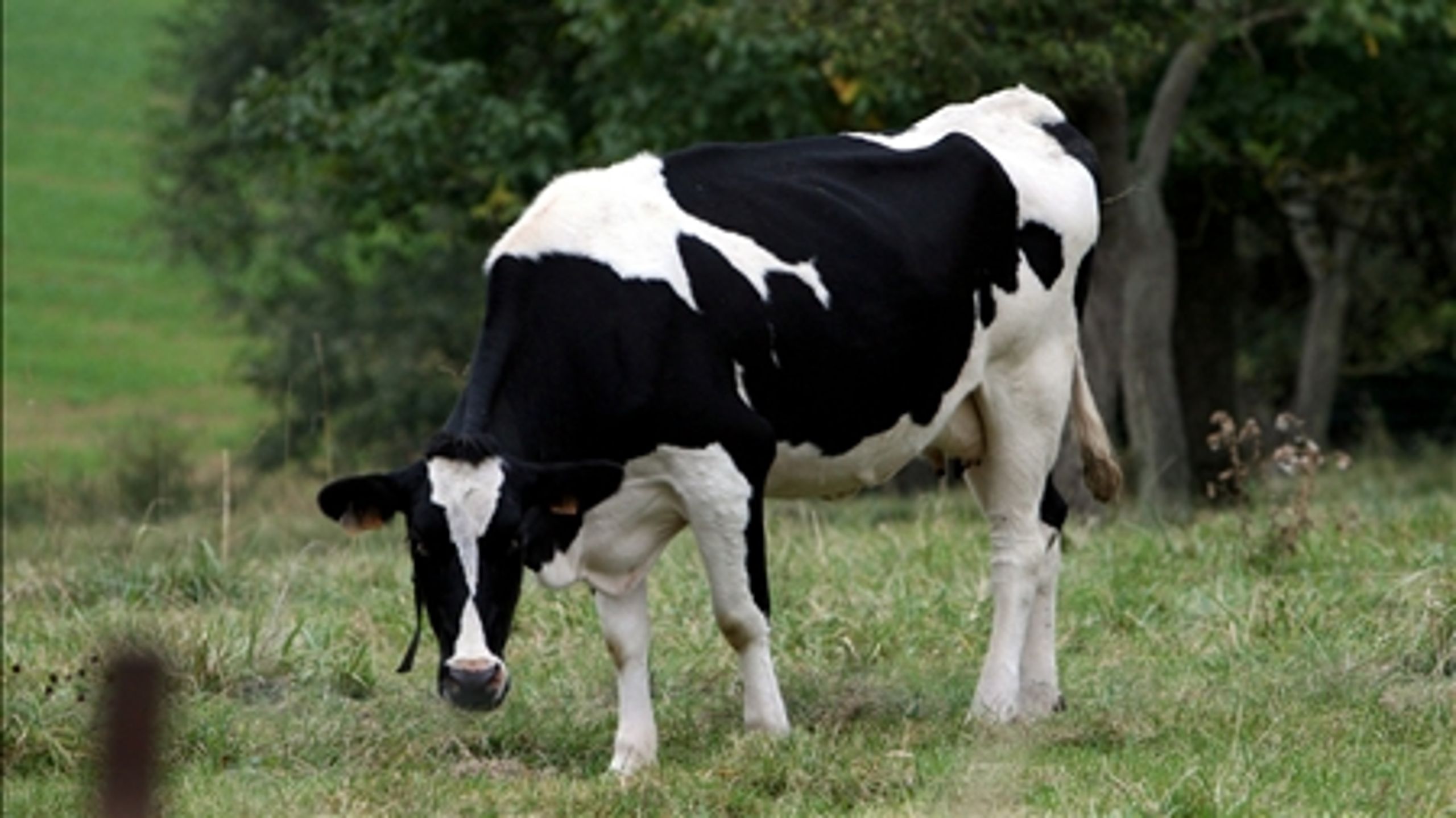 Metangas fra køer er en af de store klimasyndere i landbruget. Derfor skal der forskes mere i prutnedsættende foder til køer, lyder det fra Landbrug & Fødevarer