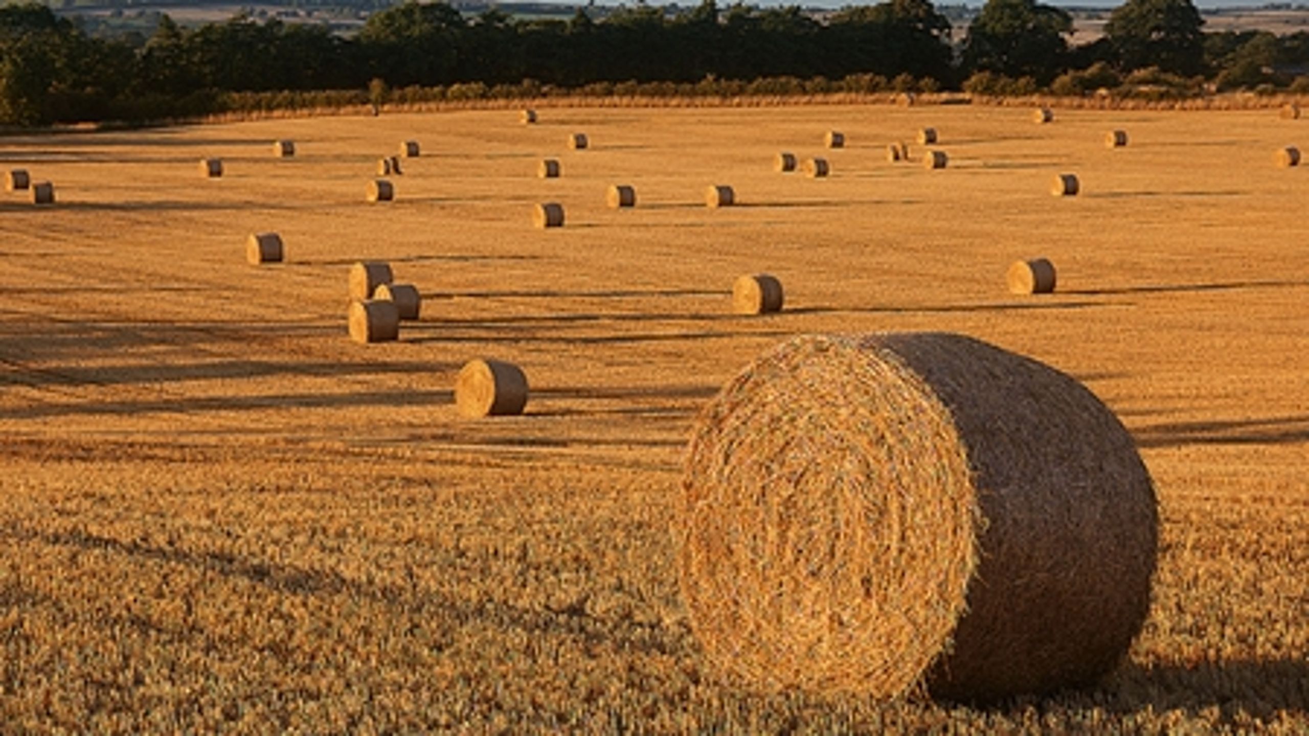 Hvis Danmark bliver bedre til at udnytte blandt andet halm fra landbrugsproduktionen, kan produktionen af biomasse fordobles, lyder det fra forskere.