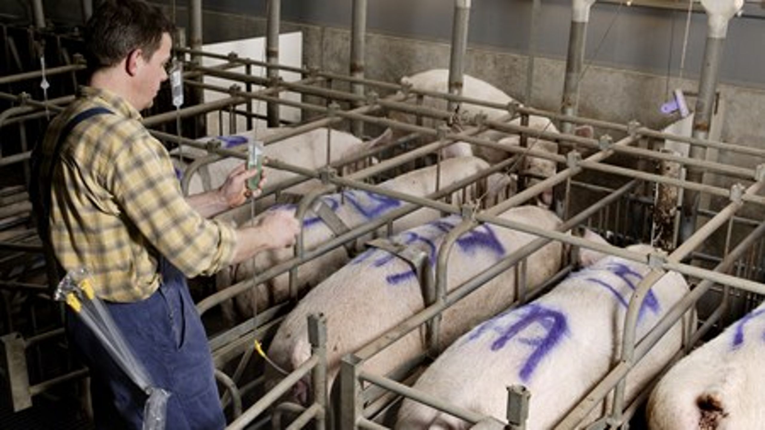 Svineproducenterne kæmper mod det dårlige image, som bakterien MRSA er med til at give dem