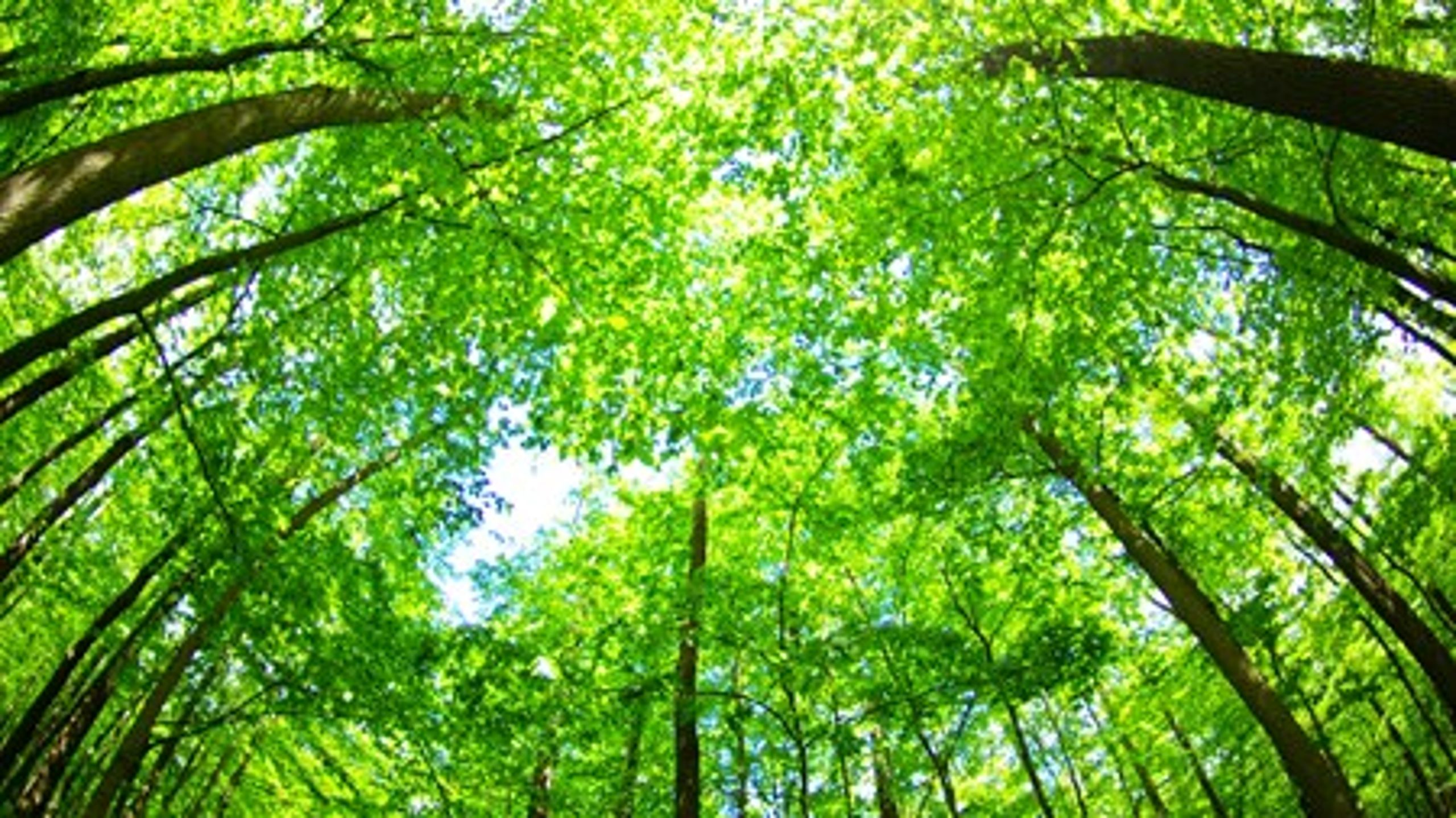 Enhedslisten vil have ny opgørelse over CO2-udslippet fra brugen af biomasse. Det er ikke relevant, for vi har allerede sikret genplantning af træer, lyder det fra energibranchen.