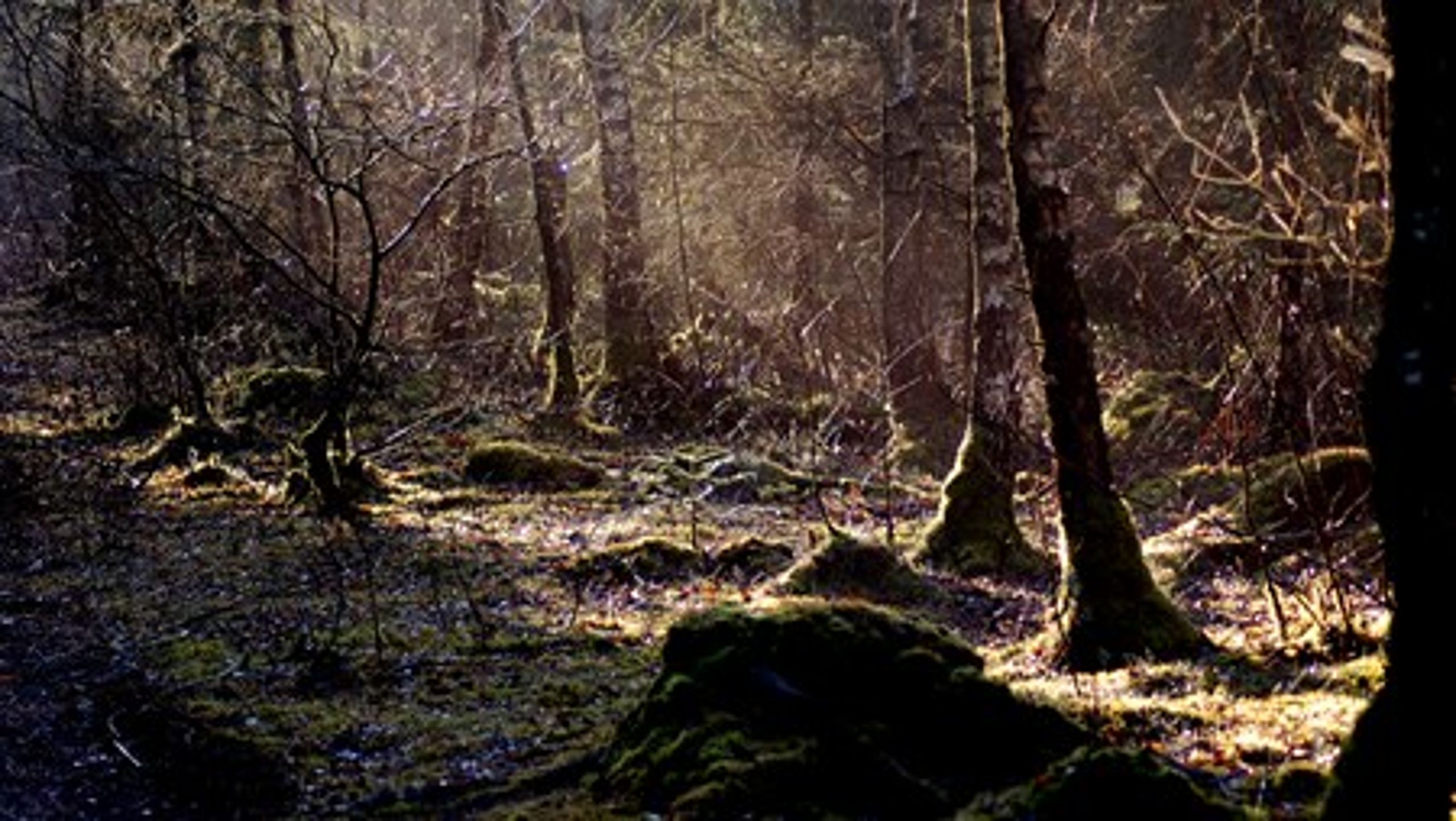 Konsulent og tidligere vicedirektør i Skov- og Naturstyrelsen, Anders Erik Billeschou, påpeger, at hverden danskerne eller flertallet af de danske dyrearter sætter særlig pris på flere væltede træer i skovbunden.<br>