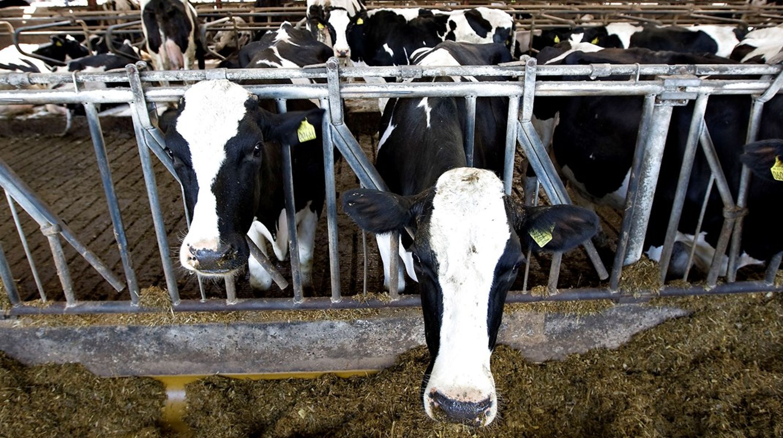 Køer udleder metan, der foruden CO2 fylder mest i klimaregnskabet.