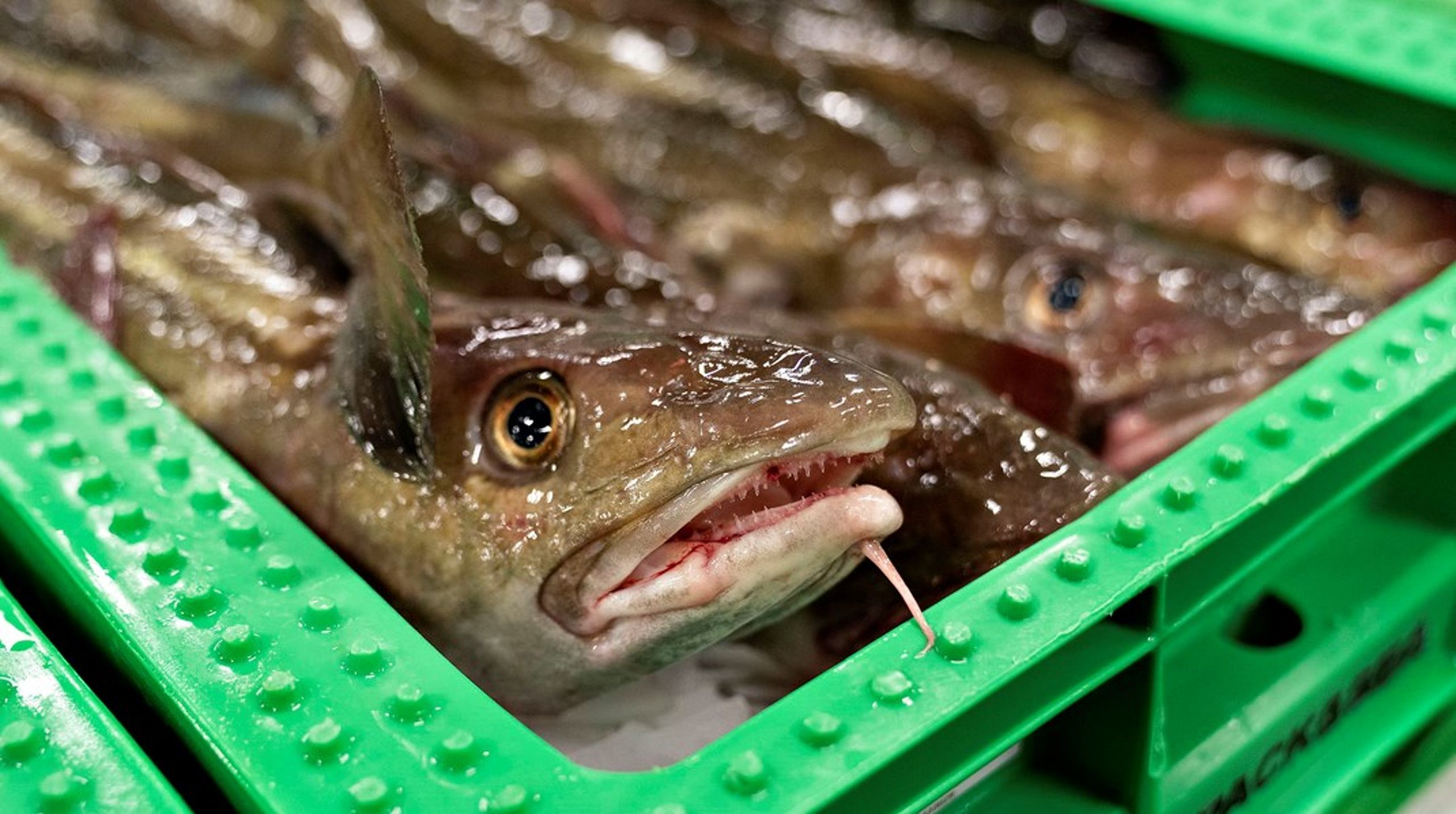 Torskebestanden er så truet, at man både bør lukke for erhvervsfiskeriet og lystfiskeriet, skriver&nbsp;Maria Reumert Gjerding.