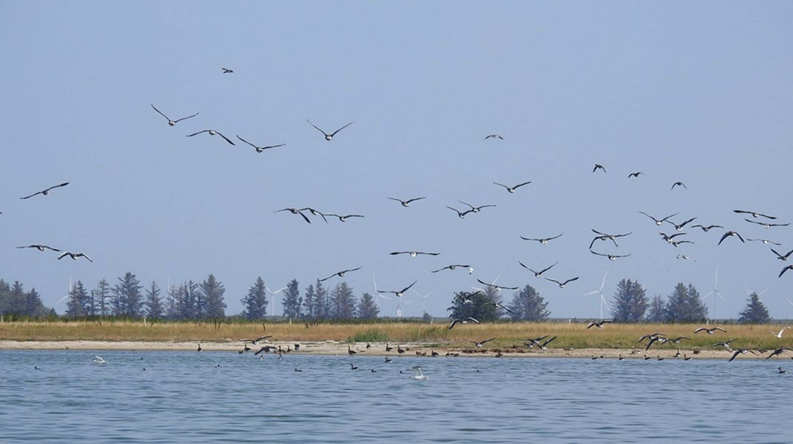 Et af Hempelfondens primære fokusområder er at&nbsp;bidrage til at bevare og beskytte naturens biodiversitet.