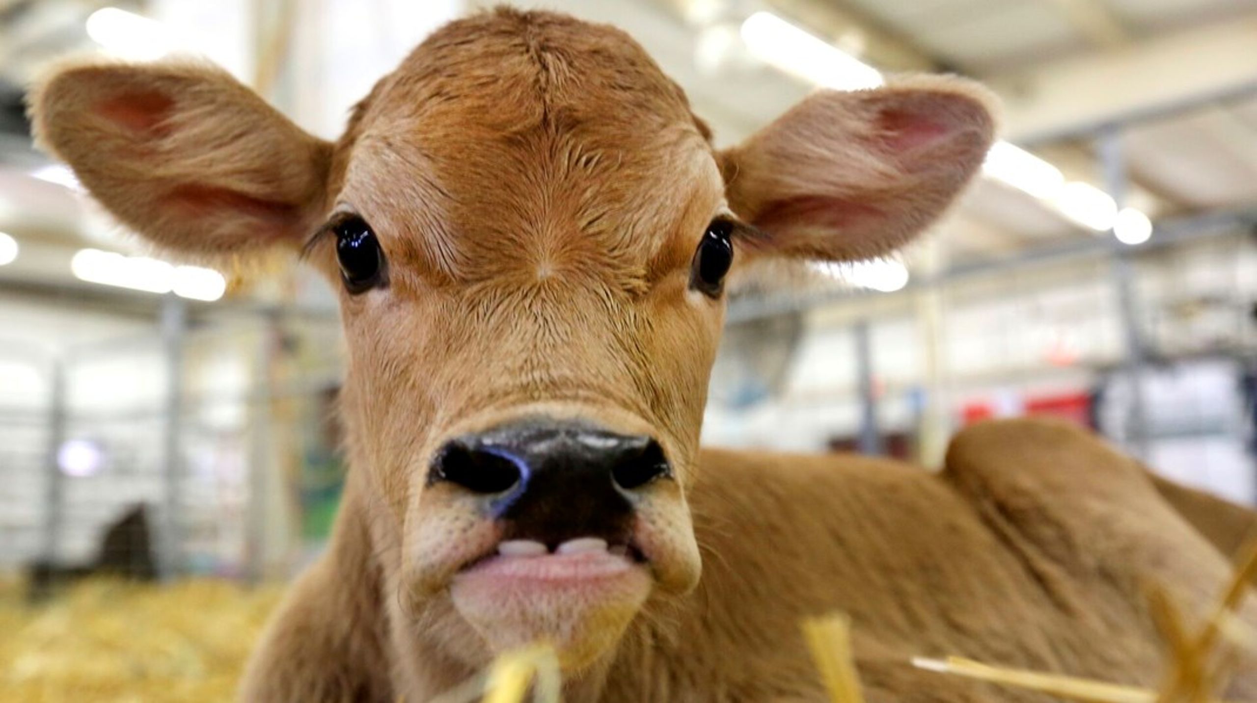 Danmark eksporterede sidste år knap 50.000 kalve, der var under to måneder gamle, til opfedning i udlandet.