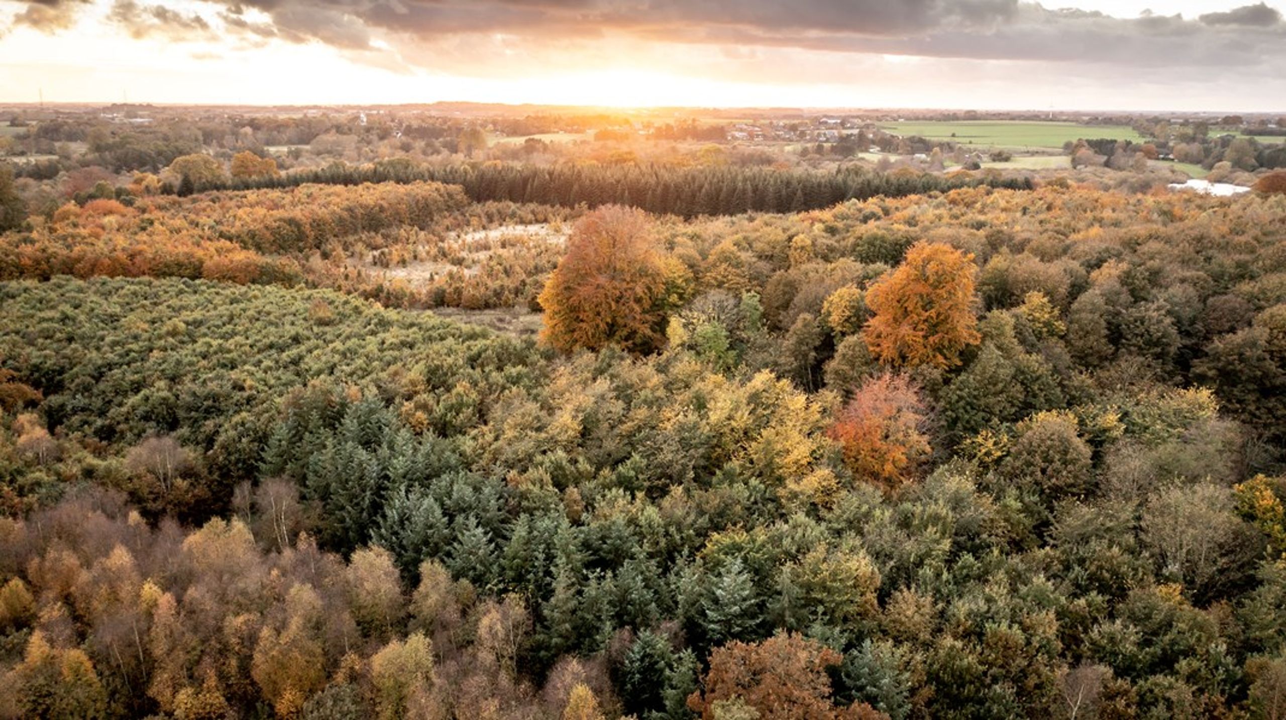 Hvis målet primært er klima, kan den nye, urørte skov tilpasses til det formål, samtidig med at det meste af den positive effekt for biodiversiteten beholdes, skriver Kenneth Buk.