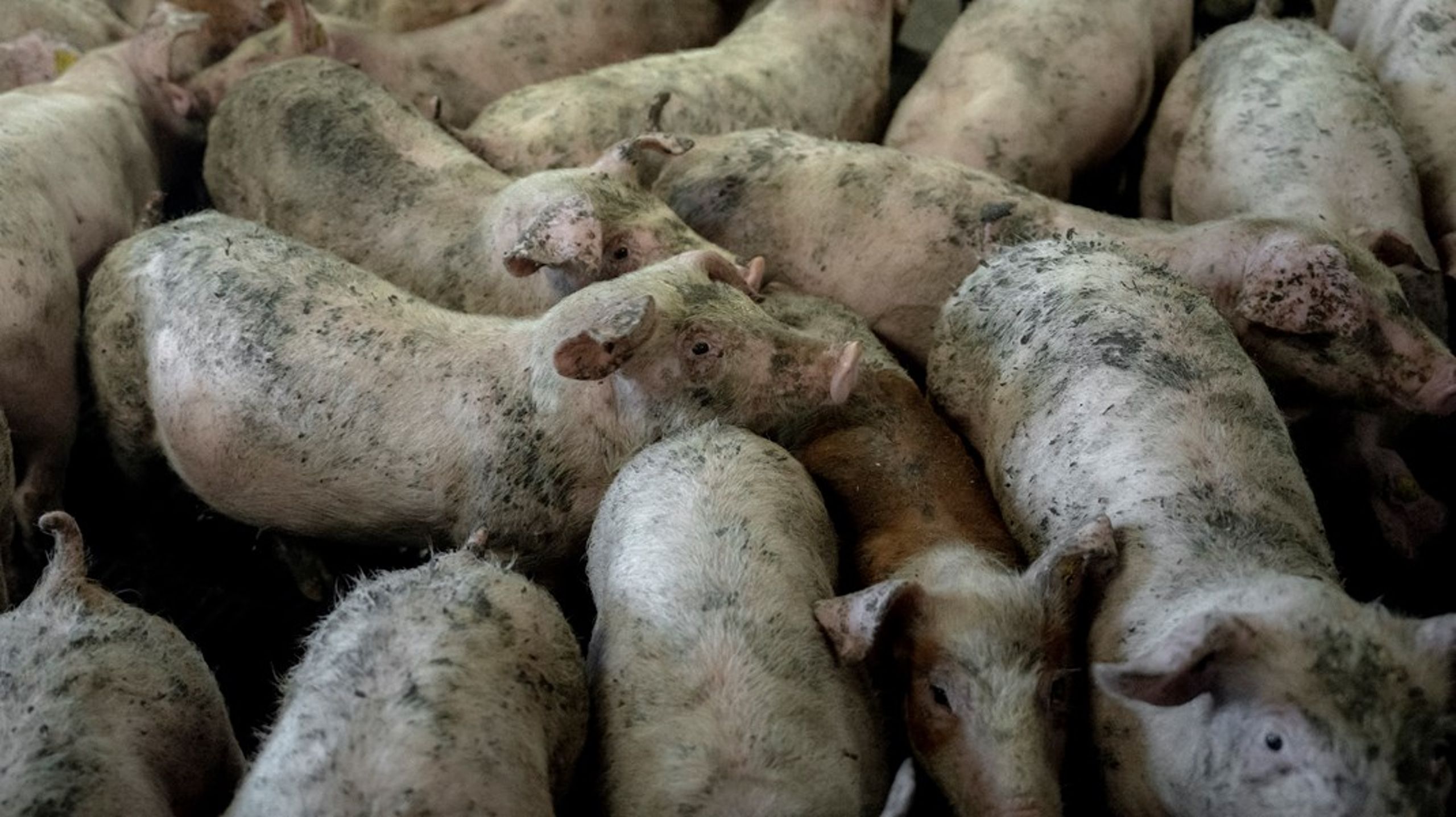 Man&nbsp;glemmer helt, at reklamerne er&nbsp;lavet med henblik på at fremme salget af fødevarer, der lægger et hårdt pres på både klima og miljø, lavet på industrielle anlæg, hvor svin på 110 kilo får 0,65 kvadratmeter at ”leve” på, og hvor søer spændes fast flere uger i streg, skriver Alexander Holm. Arkivfoto.