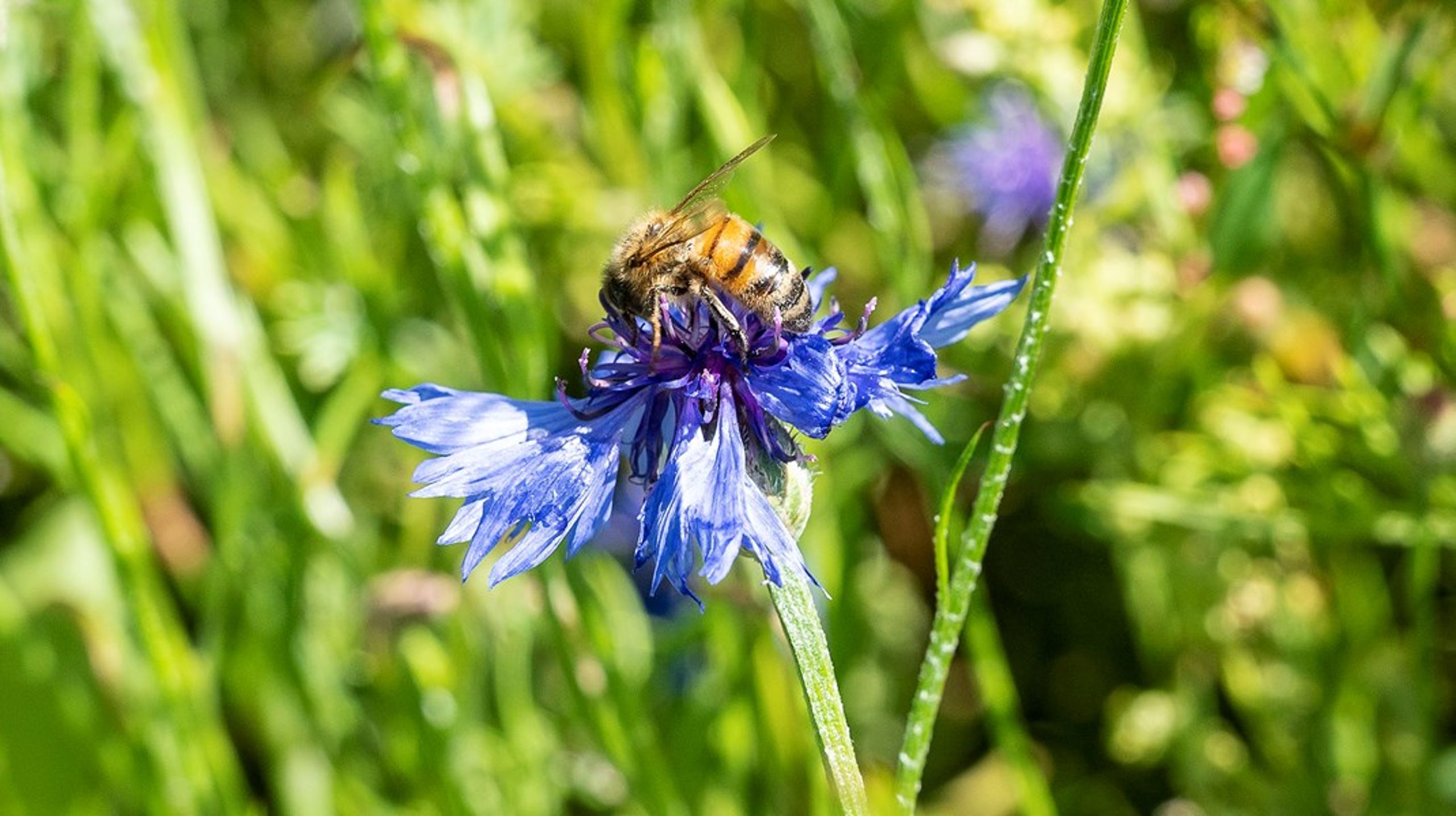 I fremtiden kommer vi til at se mere blandede elementer i landbrugslandskabet med træer, krat og blomster, der er levesteder for insekter og fugle, skriver&nbsp;Amanda Fehler Vallgårda.