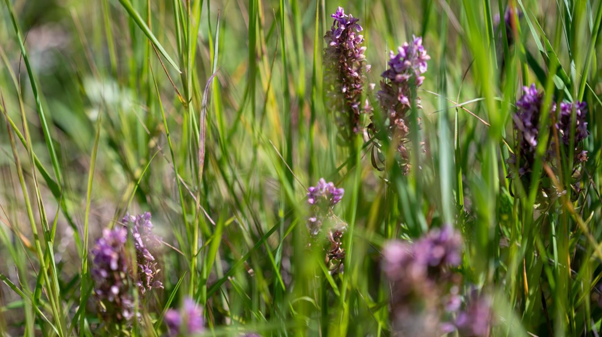 Dansk Industri har sammen med 22 parter i det regeringsnedsatte biodiversitetspartnerskab anbefalet, at biodiversitetskravene i indkøbsstrategier og udbudskriterier skærpes og udvikles, skriver&nbsp;Jakob Scharff.