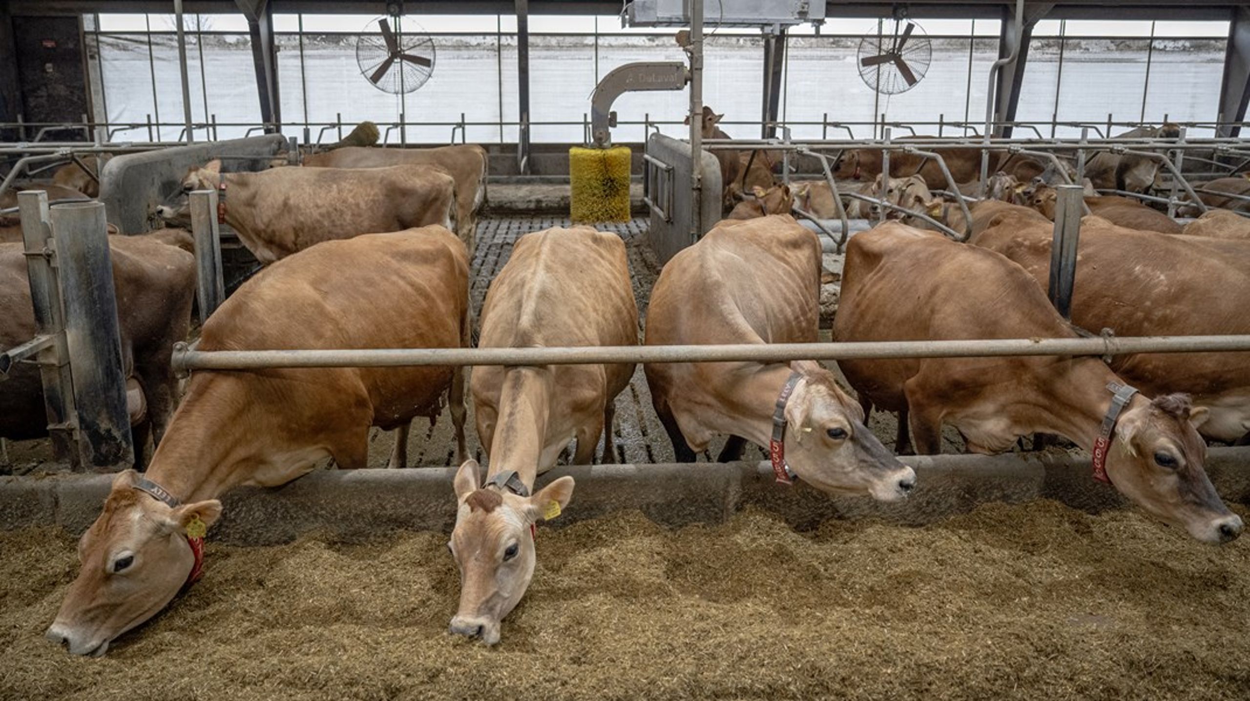 Både landmænd og finansieringssektoren vil tøve med investeringer i millionklassen i nye stalde, når man ikke præcis kender de nye EU-krav til indretning af stalde, skriver&nbsp;Trine Vig.&nbsp;