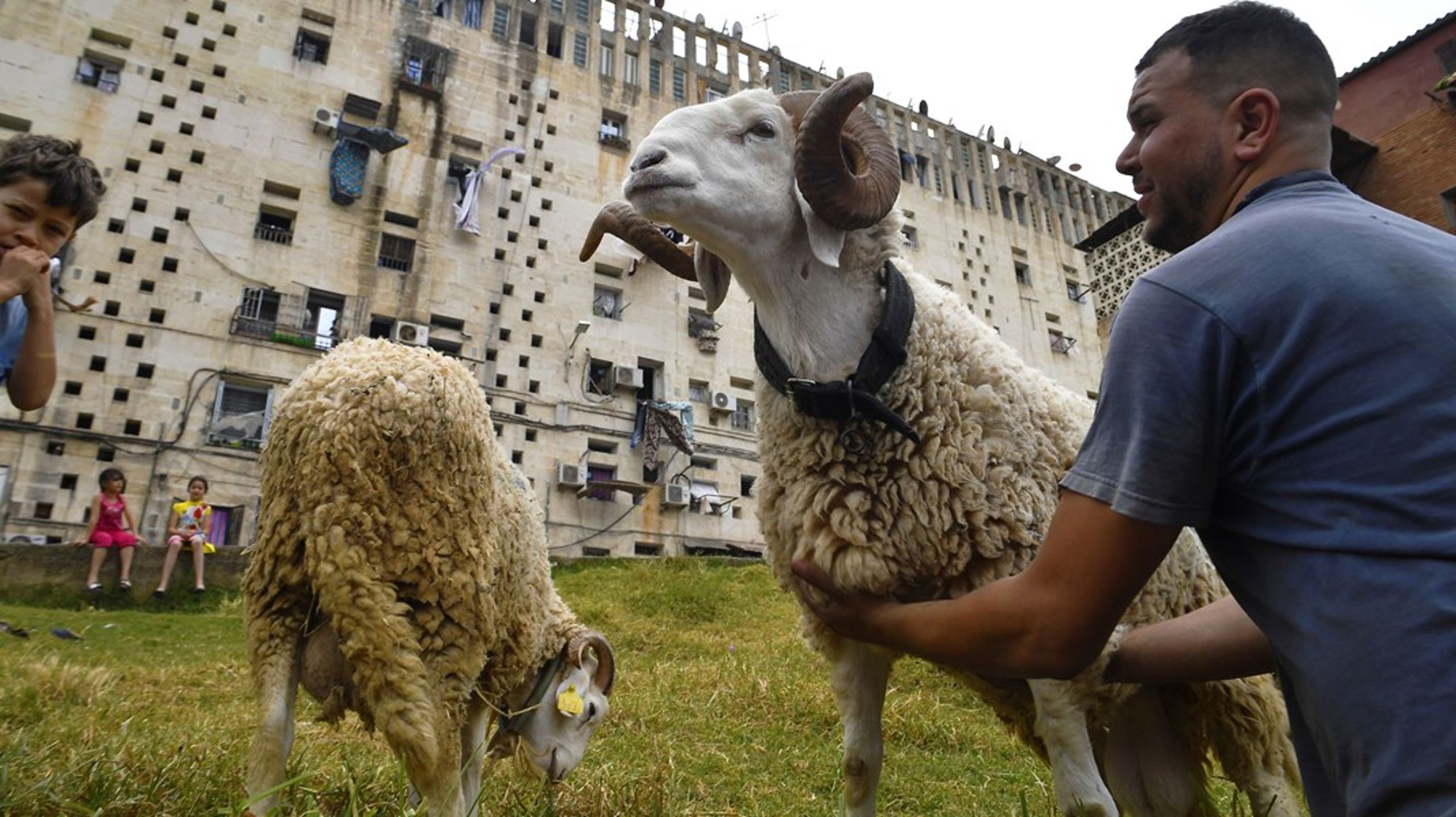 Der er store potentialer for&nbsp;Algeriets&nbsp;landbrug.&nbsp;Klimaforandringerne er dog en udfordring, men dansk&nbsp;erhvervsliv kan bidrag med&nbsp;viden,&nbsp;moderne teknologi og løsninger, skriver&nbsp;Katrine From Høyer og Merete Juhl.<div><br></div>