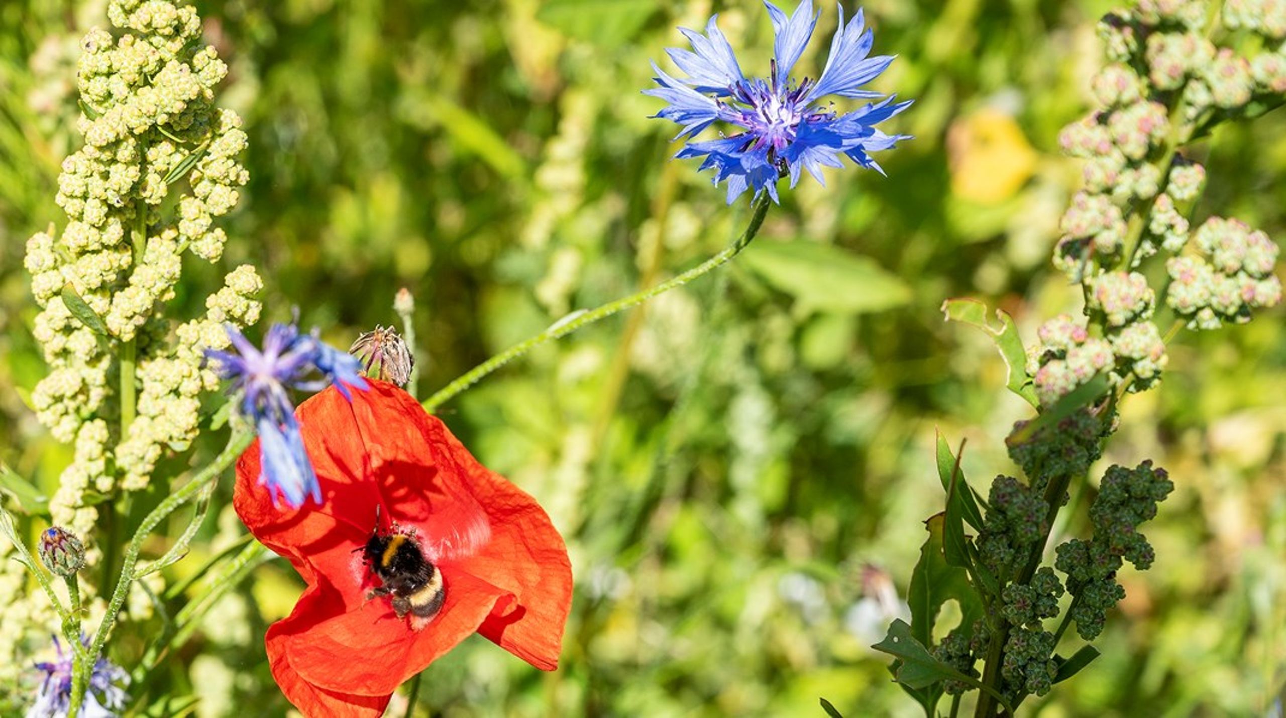 Der er en lang række bestøvere blandt insekter, som efterhånden dør ud. Vores afgrøder bliver derfor ikke bestøvet i lige så høj grad som før, hvilket risikerer at koste menneskeliv, skriver Alexander Holm.