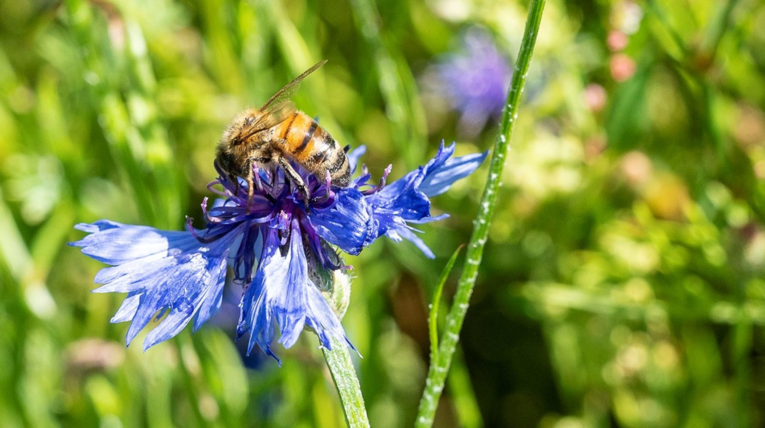 Biodiversitet er et hit både i danskernes haver og hos fonde. Begge steder er opmærksomheden på grønne organisationer steget over de sidste tre år, viser en ny rapport fra ISOBRO.&nbsp;<br>