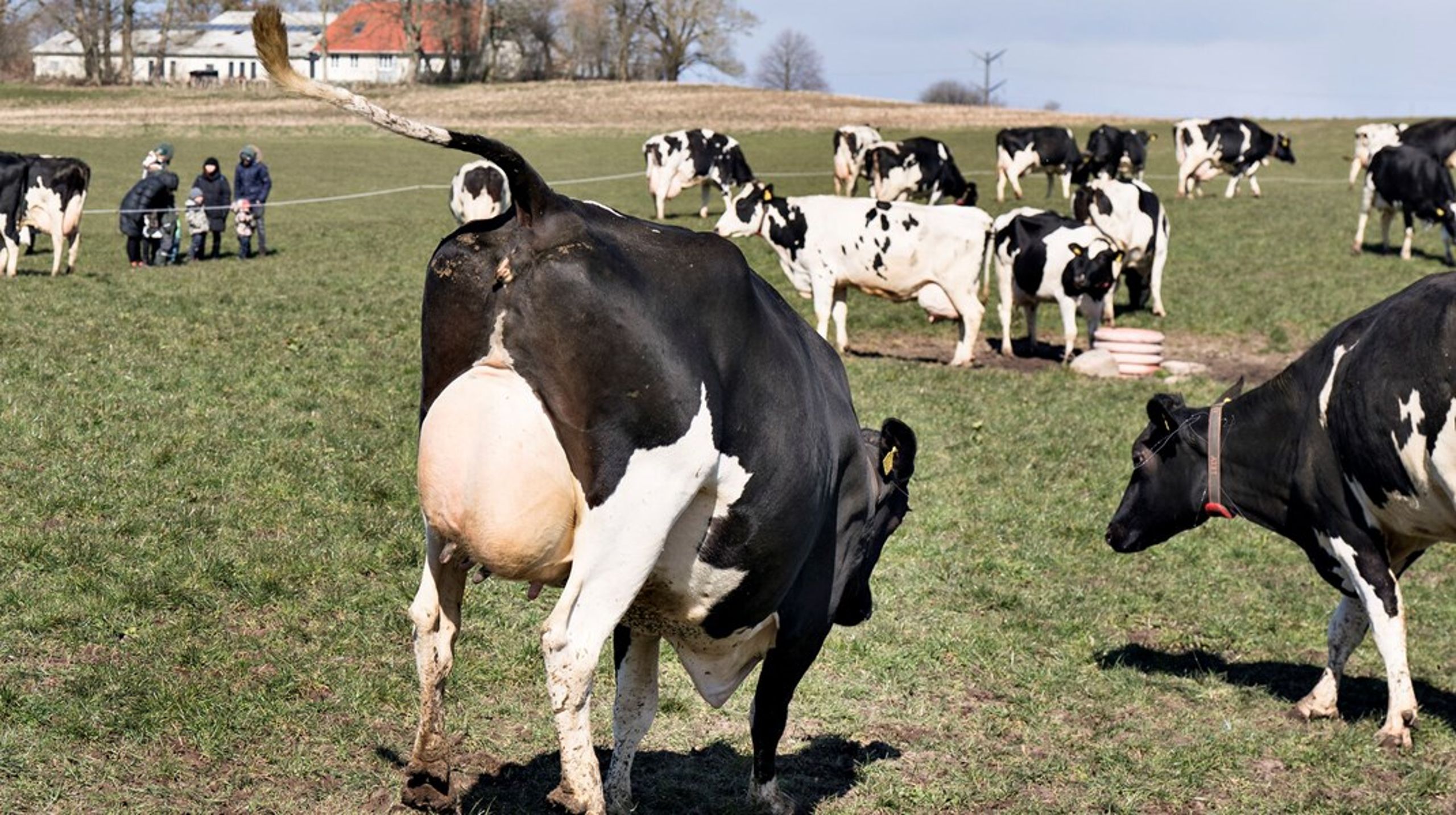 Et nyt klimavenligt foder skal få danske køer til at udlede færre metangasser og dermed reducere landbrugets klimabelastning. En ny tilskudsordning skal få landmændene til at skifte til det nye og dyrere foder.