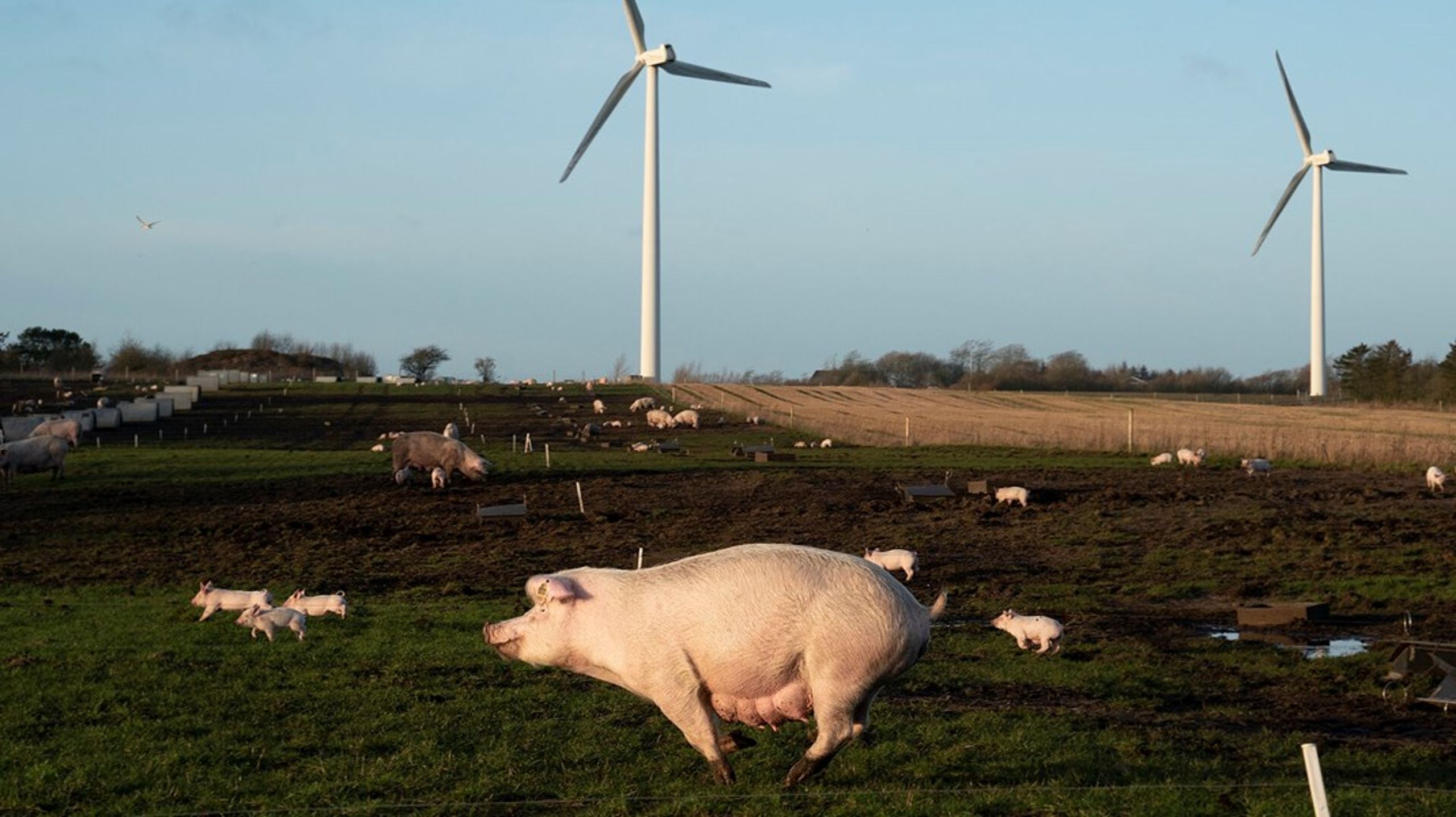 Når så meget landbrugsjord skal tages ud af drift, er det afgørende, at vedvarende energi tænkes ind i implementeringen af den grønne trepart, skriver Bjarke Møller og Ulrich Bang.