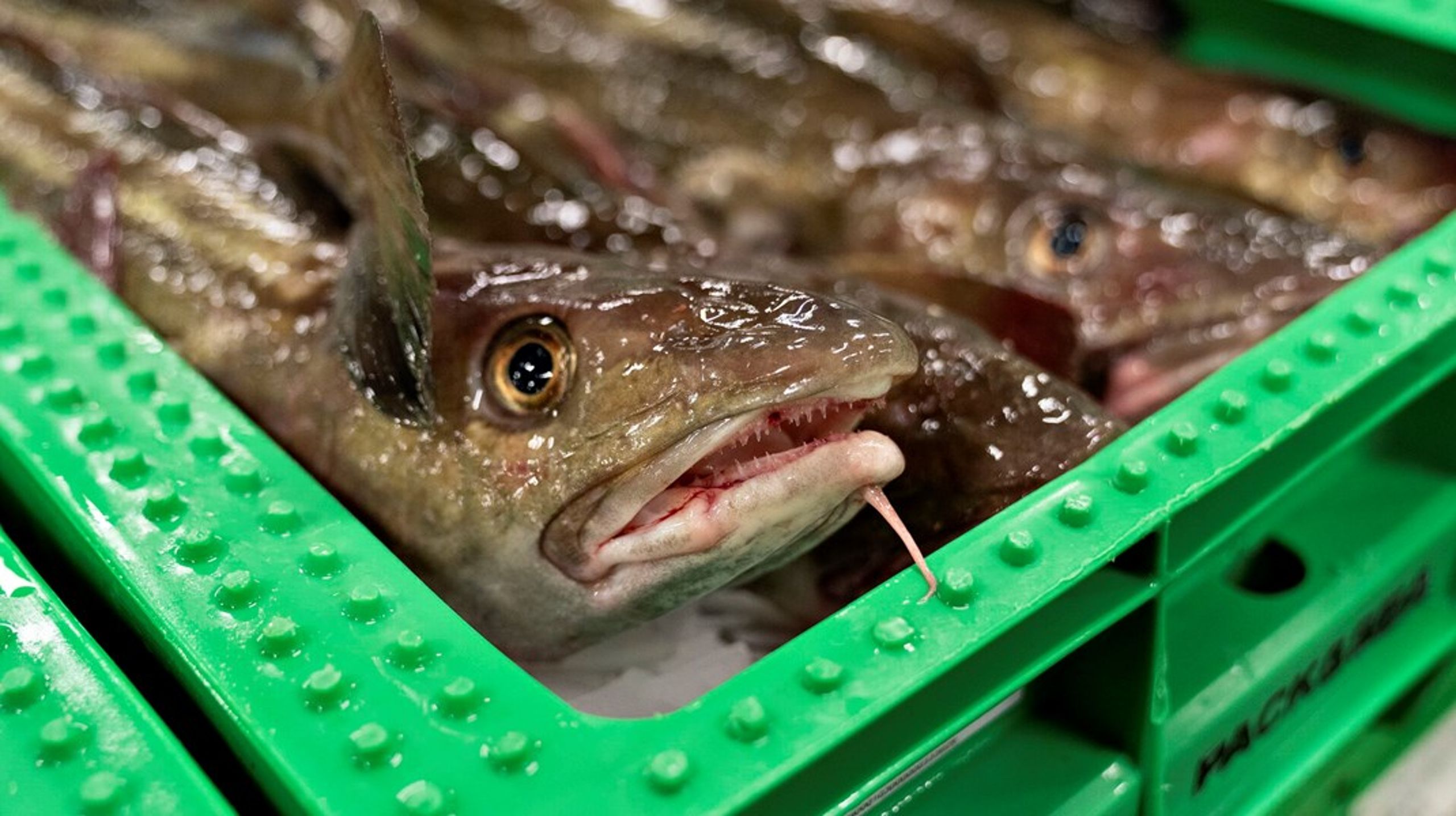 I år har det været helt forbudt at fiske efter torsk i Østersøen, både professionelt og som lystfisker. Sådan ventes det at fortsætte, når de europæiske fiskeriministre mandag fastsætter kvoterne for næste år.