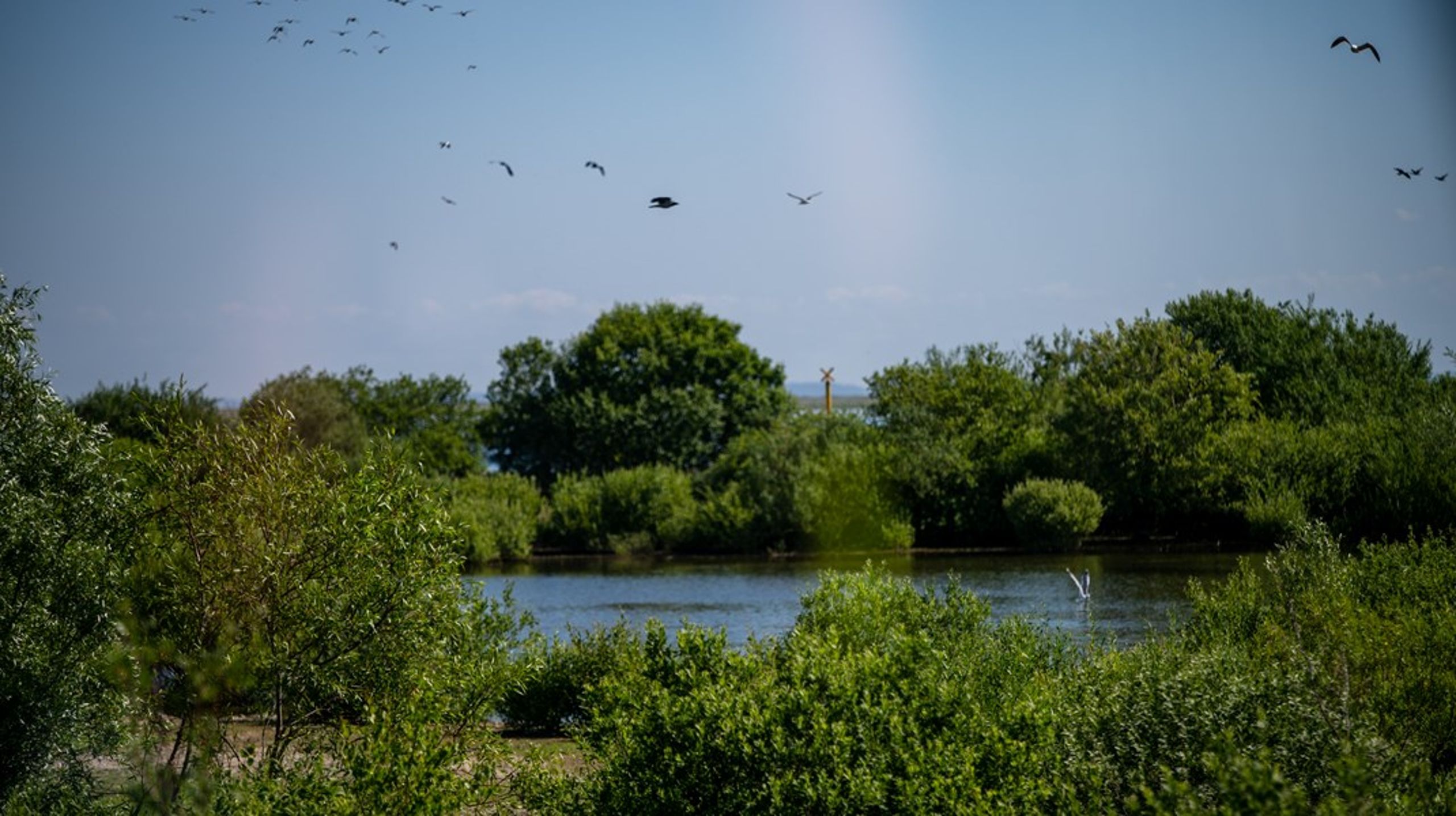 Naturens Retshjælp vil blandt andet tage sager op for at sikre, at kommuner, staten og private virksomheder overholder de relevante regler om natur og klima.