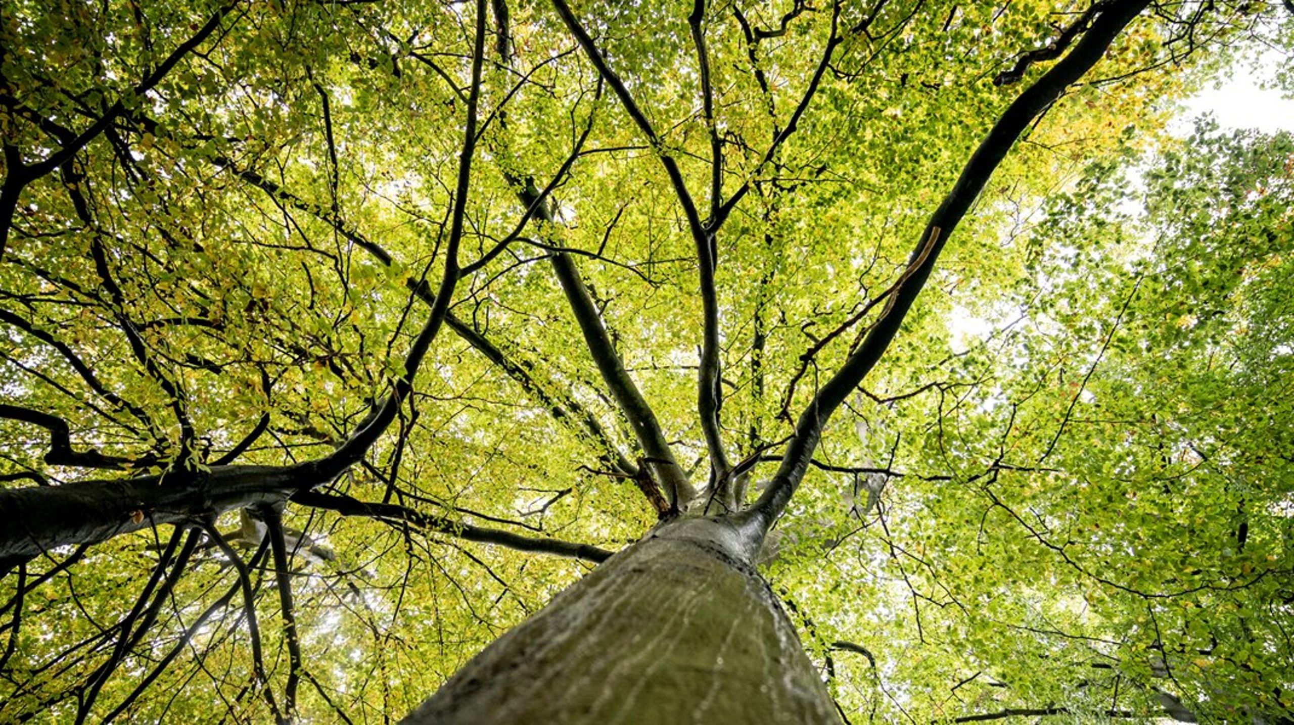 Det er vigtigt at bevare den oplevede tillid til opgørelserne af skovens CO2-optag i fremtiden.
Ikke mindst, når vi skal rejse yderligere 250.000 hektar med blandt andet et klimamål for øje, skriver Anders Frandsen.