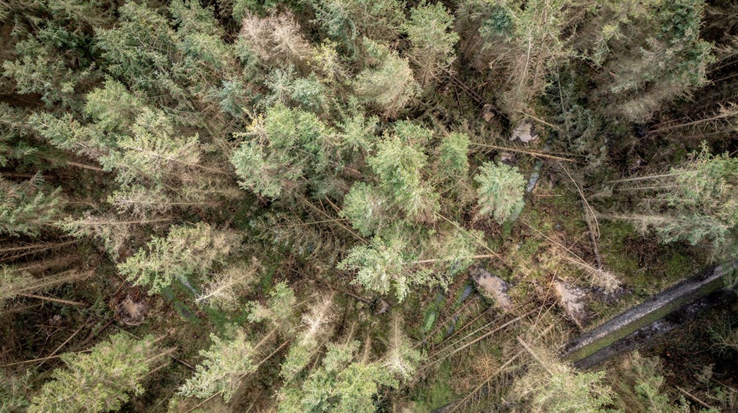 Kommunerne står ofte forrest, når nye initiativer skal implementeres lokalt. Som fond skal vi&nbsp;arbejde med på de dagsordner og give kommunerne redskaber og midler. Det gælder eksempelvis, når&nbsp;de lokale DK2020-planer om ny skov skal&nbsp;realiseres, skriver&nbsp;Poul Erik Lauridsen.