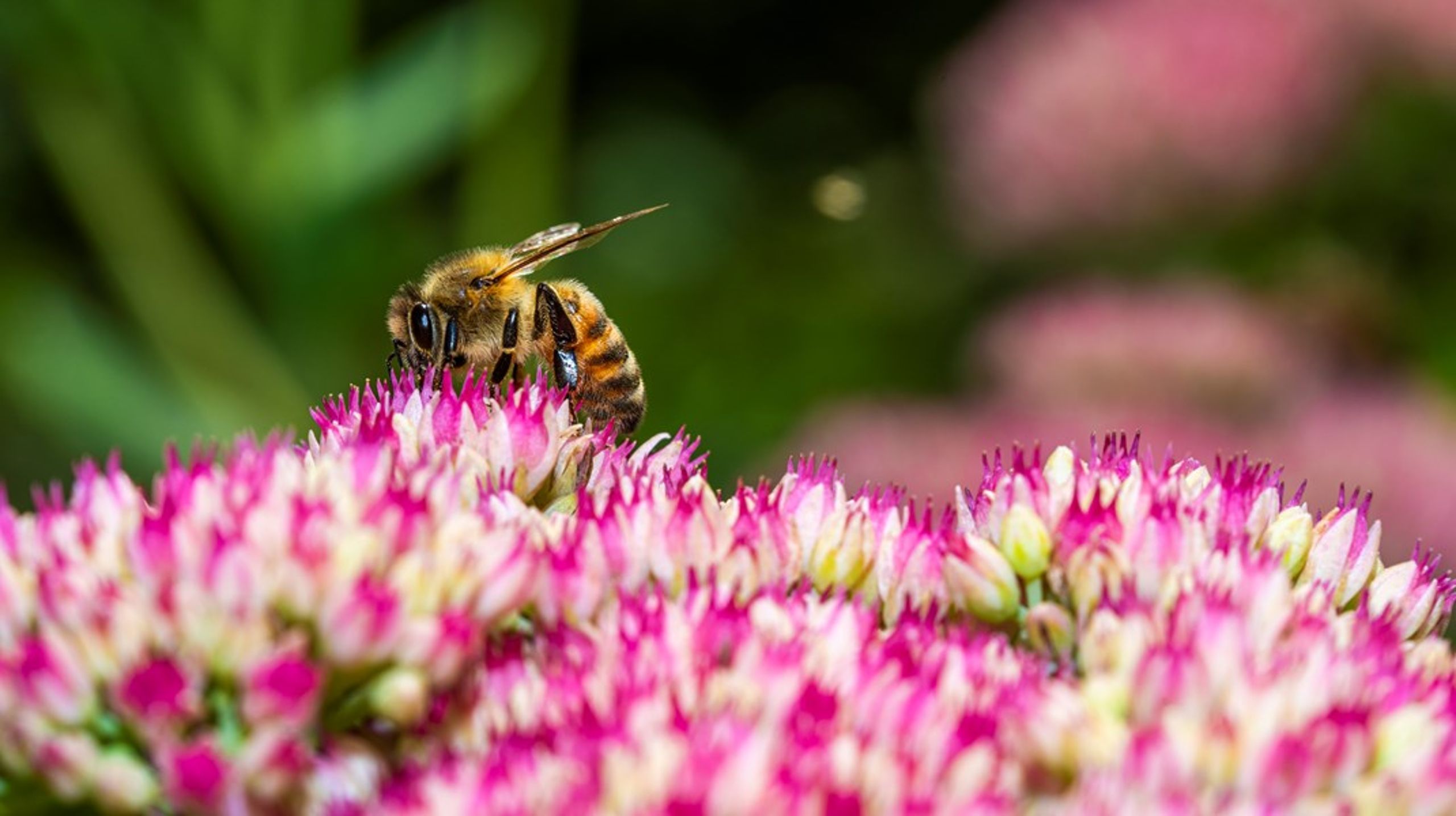 Mange hører om biodiversitetskrise og døde fjorde og drømmer om at gøre, hvad de kan for at hjælpe, hvor de bor, udtaler Bengt Holst, formand for Den Danske Naturfond.&nbsp;