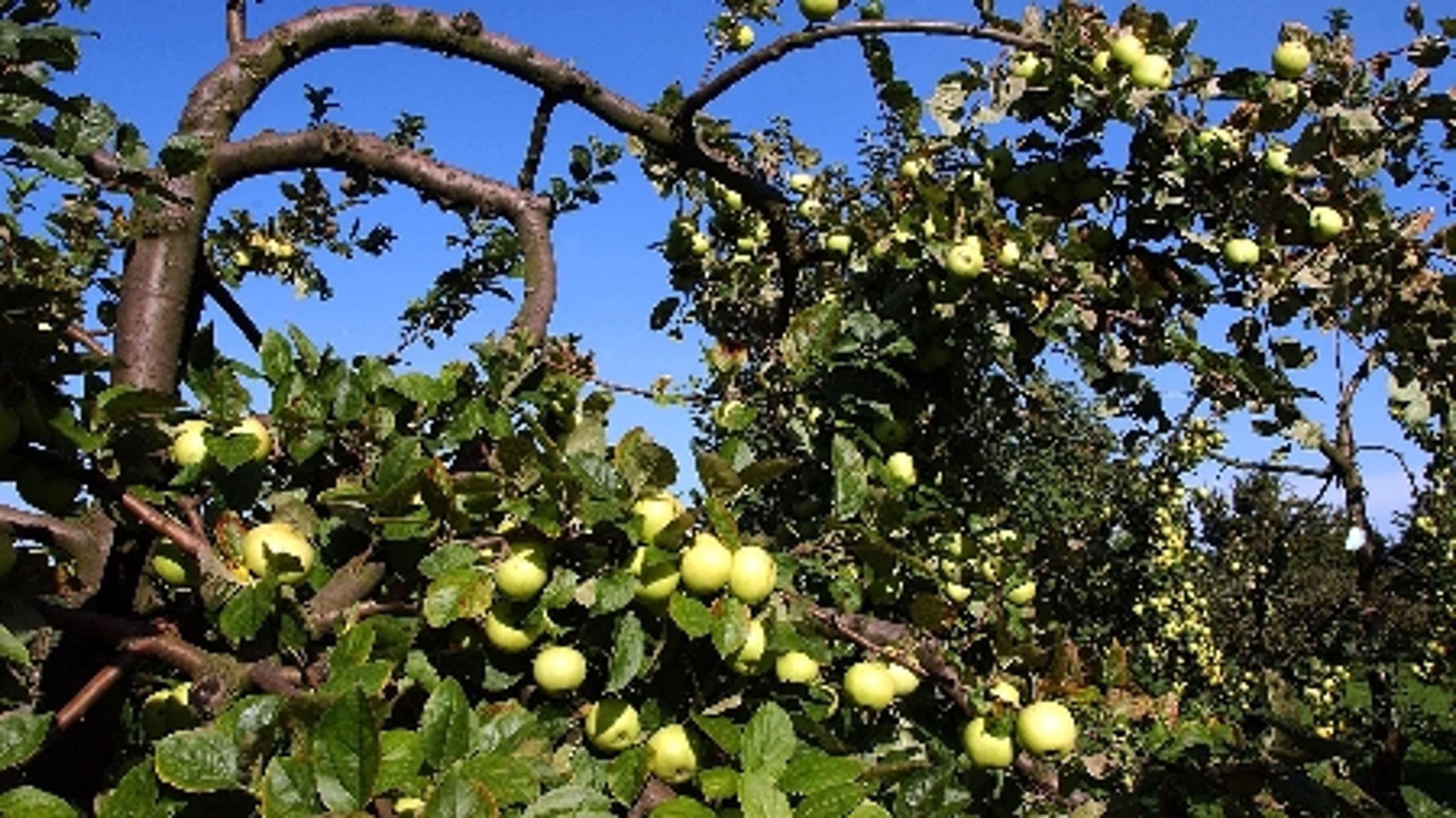 Nyplantningsst&#248;tte til frugtavlere, der vil arbejde &#248;kologisk, kan v&#230;re inden for r&#230;kkevidde.