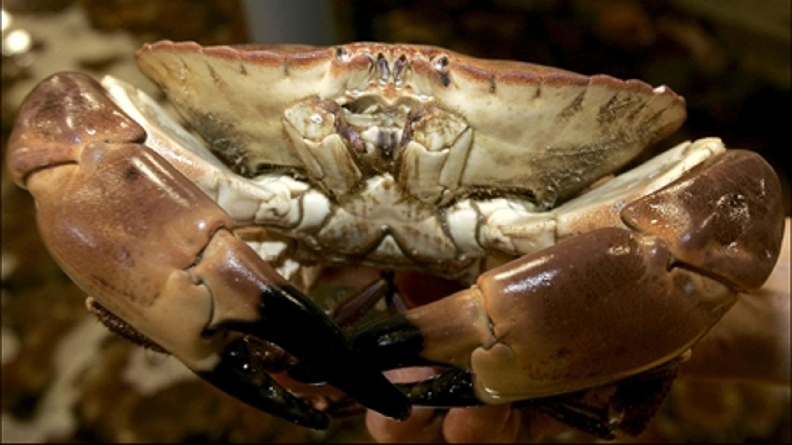 Det bliver sp&#230;ndende at se de mange nye st&#248;ttemuligheder omsat til projekter om alt lige fra &#248;kologisk fiskeopdr&#230;t, sporbarhed og kvalitet til sm&#229; lokale initiativer i fiskeriomr&#229;derne, siger f&#248;devareminister Eva Kjer Hansen (V).