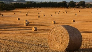 Grøn biomasse kan afhjælpe landbrugets miljøproblemer