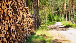 Naturstyrelsen får certifikat på bæredygtig biomasse