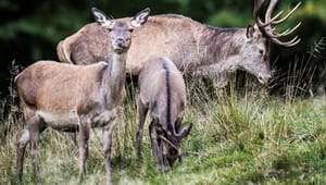 Biolog: Lad krondyr stå for naturplejen og spar store erstatninger