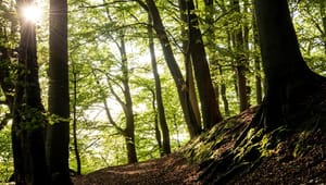 Verdens Skove til styrelse: Drop bort&shy;forklaringer og tag ansvar for naturen