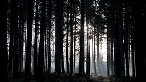 Dansk Skovforening: Betragt ikke biomaterialer som knappe ressourcer