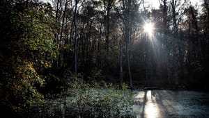 Verdens Skove: Lav 20 procent af Danmark til naturzone 