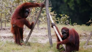Red Orangutangen: Kampen mod arters udryddelse gør os klar til ny pandemi