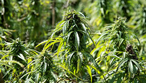 Medicinalvirksomhed: Giv producenterne ansvaret for cannabismedicin tilbage