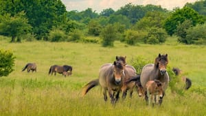 Hestefolk og ryttere: Heste vil være et fremragende bidrag til genopretning af vores natur