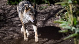 SF'er: Landbrugslobbyen puster til danskernes irrationelle ulvefrygt for egen vindings skyld