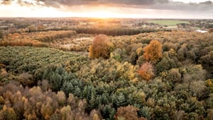 Verdens Skove: Urørt skov er en win-win for biodiversiteten og klimanytte