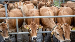 World Animal Protection Danmark: Dyrevelfærd skal integreres i ny landbrugsfond