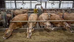 Biolog: Efter den grønne trepart skal DN beslutte, om de fortsat vil have politisk indflydelse