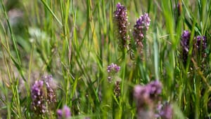 Dansk Industri: Offentlige indkøb skal komme ind i kampen for naturen  