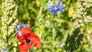 Vi ignorerer naturens gratis tjenester, og det koster os dyrt