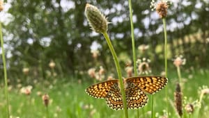 Biolog og professor til Alexander Holm: Vi skal ikke passe på biodiversiteten, fordi det kan betale sig