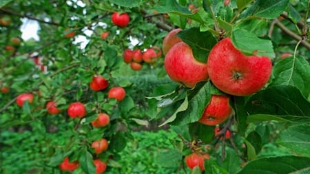 "GMO ikke den eneste løsning"