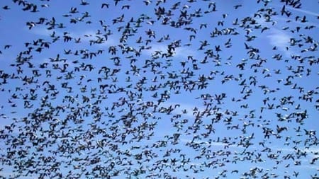 Organisationer: Naturplaners tal er forældede