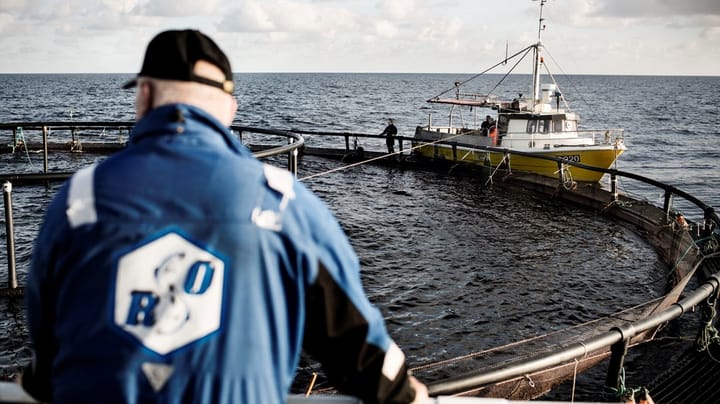 Danmarks Fiskeriforening: Nyt EU-Parlament skal gå drastisk til værks for at mindske udledninger