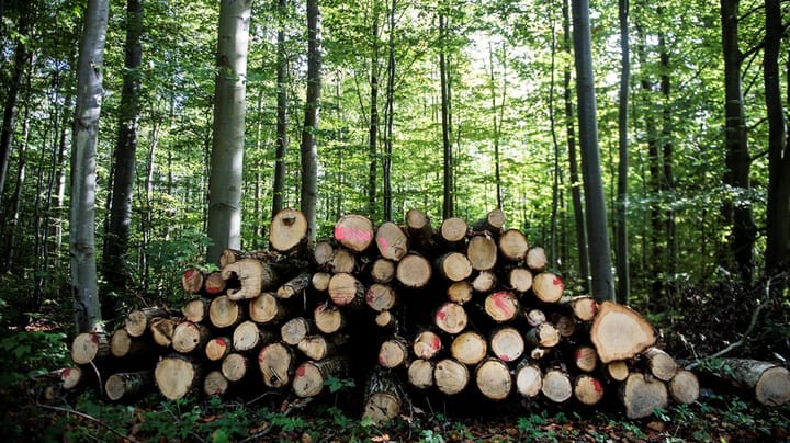 Dansk Skovforening: EU's nye naturlov risikerer at give skovejere mindre handlefrihed
